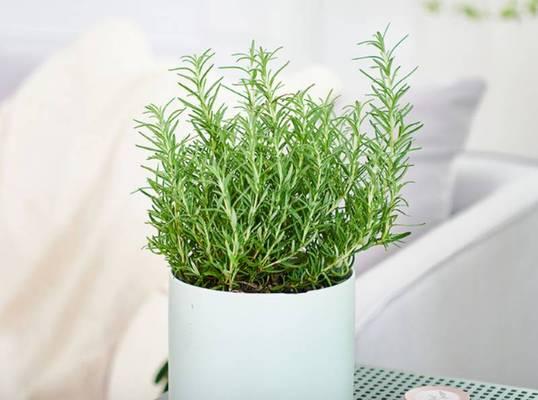 迷迭香怎么种植（详解迷迭香种植技术）