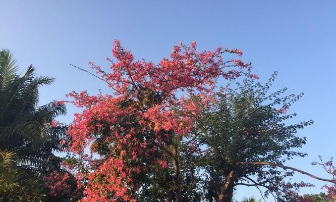 美人树又叫什么树（美人树的简介和特点）