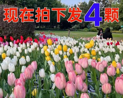 郁金香怎么种植方法（郁金香的种植方法和时间）