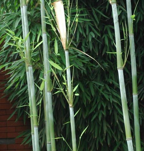 竹子的特性有哪些（竹子的特点和精神）
