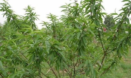 桃树的种植方法和管理（简述桃树栽培技术要点）