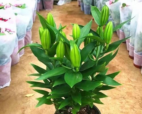 室内栽什么植物（适合室内养的植物排名）