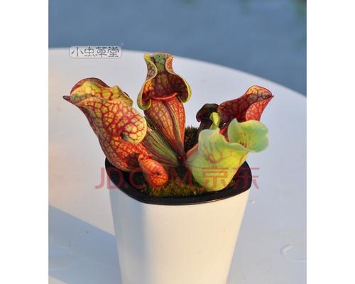 瓶子草怎么繁殖最快（了解瓶子草的养殖方法）