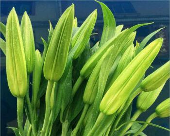 香水百合怎么养家庭养法（盆栽香水百合花的养护知识）