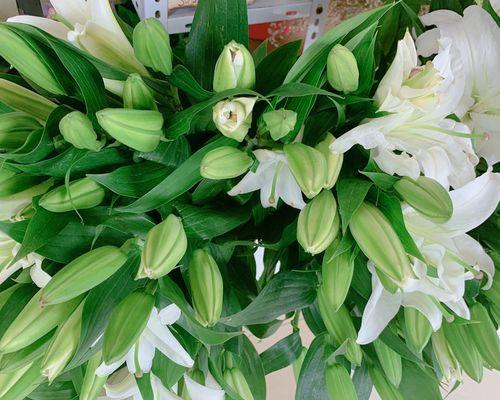 香水百合怎么养家庭养法（盆栽香水百合花的养护知识）