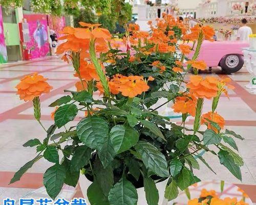 花期长好养的花有哪些（盘点5种好养的花）