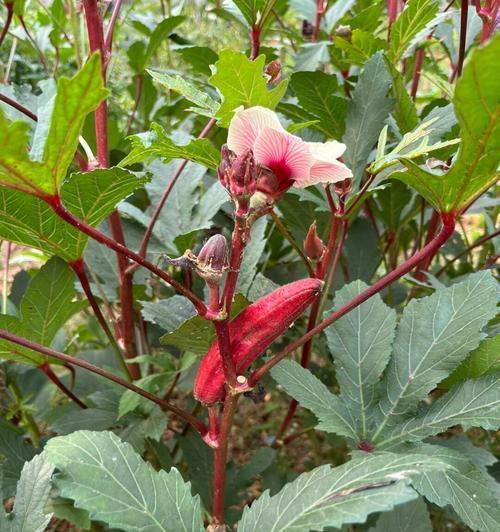 红秋葵怎么养殖（秋葵的种植方法与管理技术）