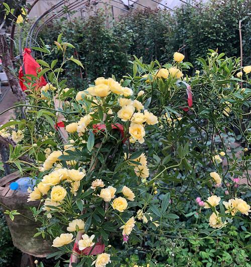 木香花什么时候扦插（木香花扦插时间和方法）