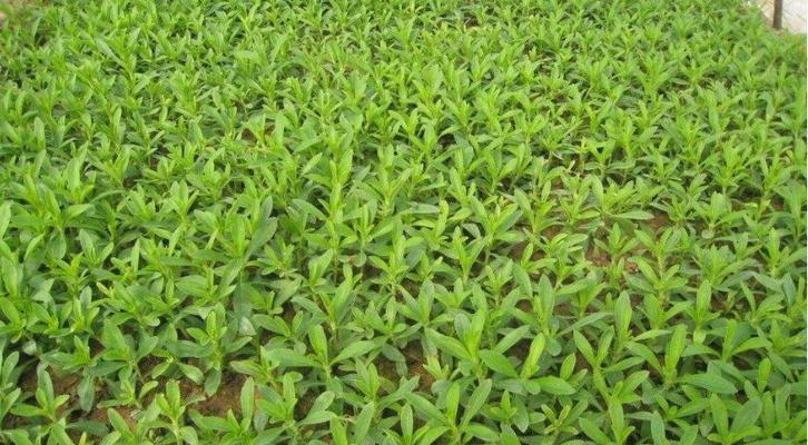 油茶树种子怎么育苗（茶籽种植技术与栽培管理）