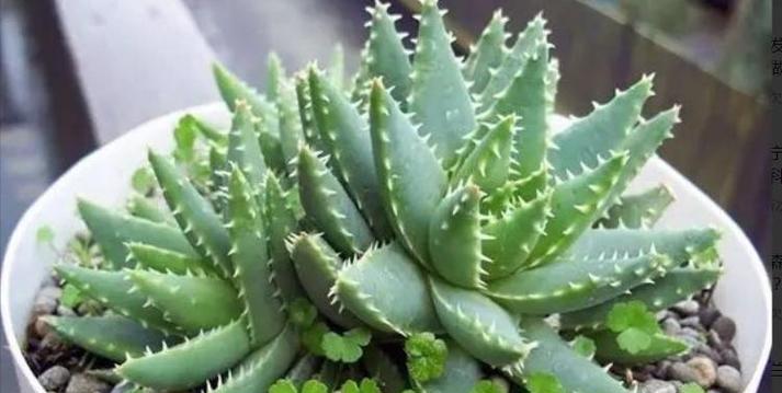 芦荟怎么栽培容易成活（芦荟栽培小技巧）