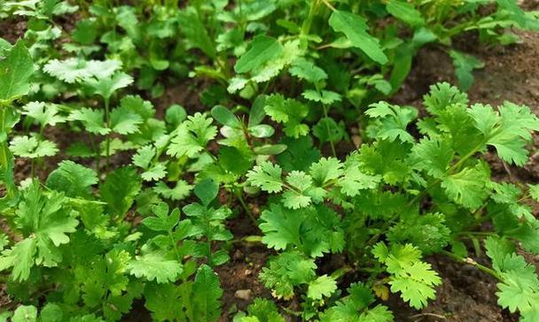 香菜种子怎么种植容易发芽（香菜的正确种植方法）