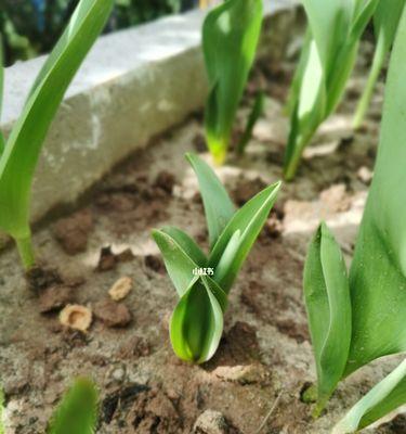 郁金香怎么养在土里（郁金香的种植方法和时间）