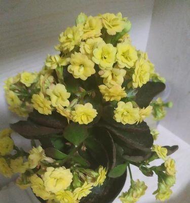 长寿花如何剪枝（长寿花修剪时间和方法）