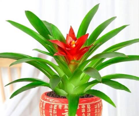 室内植物有哪些好养（适合室内的绿植大全）