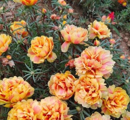 春天开花的花卉有哪些（春天代表性的花）