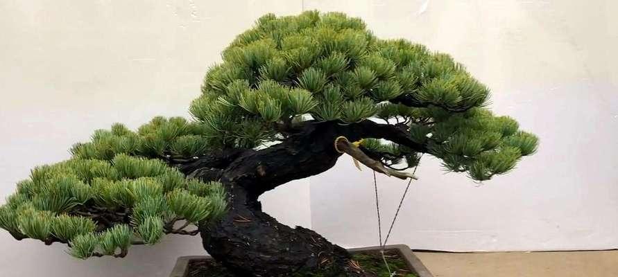 针叶松盆景怎么养（针叶松盆景的养护与管理）