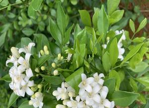 九里香花几月份开花（有关九里香花的开花时间）