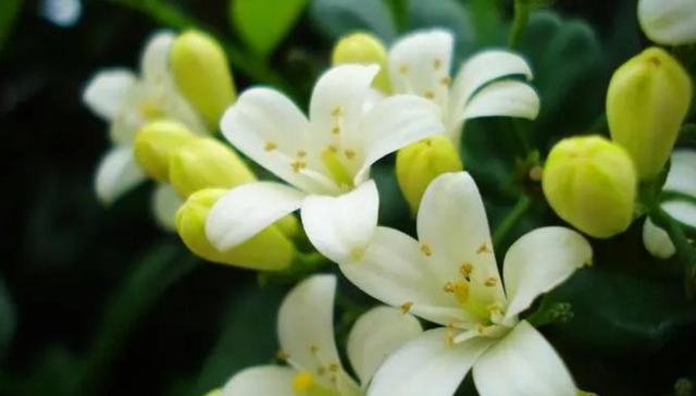 九里香花什么时候开花（有关九里香的花期季节）