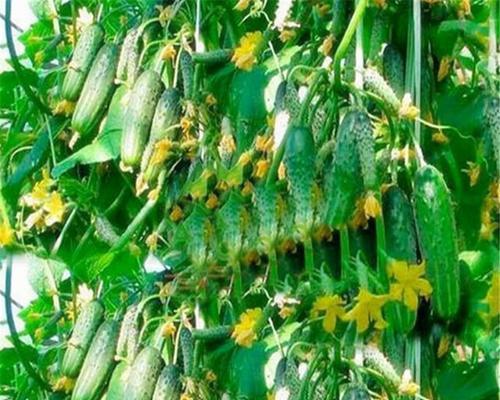 6月可以种植什么蔬菜（适合6月种的蔬菜推荐）