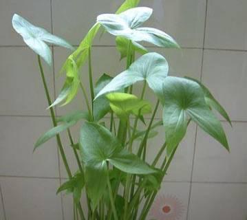 喜水的植物花卉有哪些（喜水的植物花卉名称）