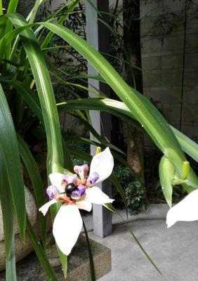 鸢尾兰什么时候开花（有关鸢尾花花期简介）