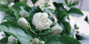 茉莉花是什么季节开的（有关茉莉花花期简介）