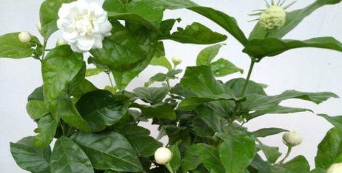 茉莉花是什么季节开的（有关茉莉花花期简介）