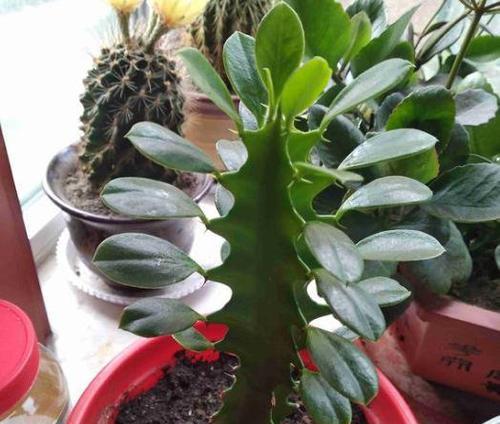 龙骨花的养殖方法有哪些（种植龙骨花的注意事项）