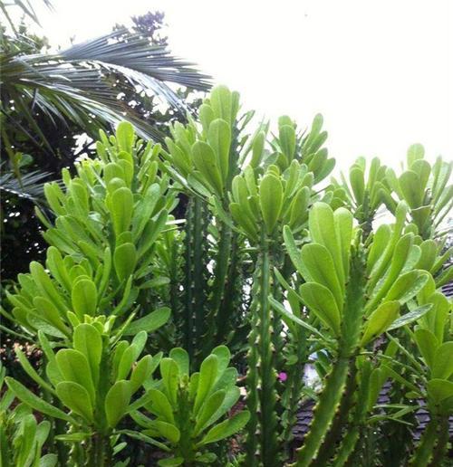 龙骨花的养殖方法有哪些（种植龙骨花的注意事项）