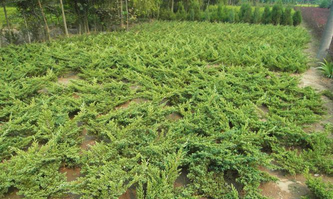 地柏怎么种植（地柏的种植方法和注意事项）