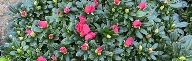 昆山的市花——牡丹花的美丽与象征（探寻牡丹花的文化内涵与昆山之旅）