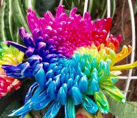 蓝色菊花的花语与寓意（揭开蓝色菊花的秘密）