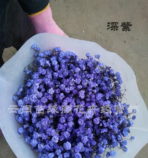蓝色满天星的花语之美（星光闪耀、寓意深远）