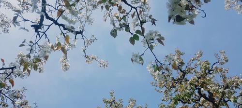 以梨花象征十二生肖，探索其寓意之谜（从文化传统到个人性格）
