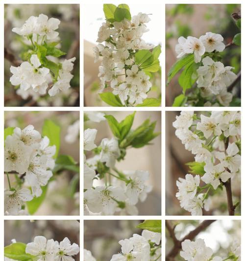 以梨花象征十二生肖，探索其寓意之谜（从文化传统到个人性格）