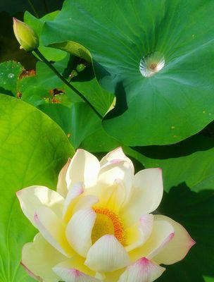 莲花的象征意义（深入探索莲花的文化内涵）