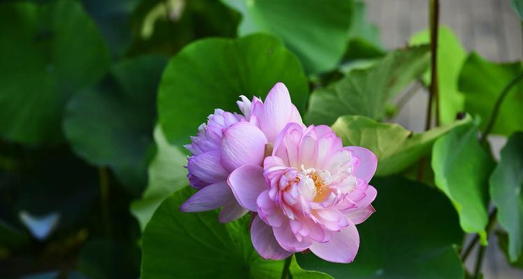 莲花的象征意义（深入探索莲花的文化内涵）