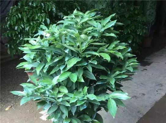 龙头竹的风水寓意与摆放位置（探秘龙头竹的风水学与生活运势）