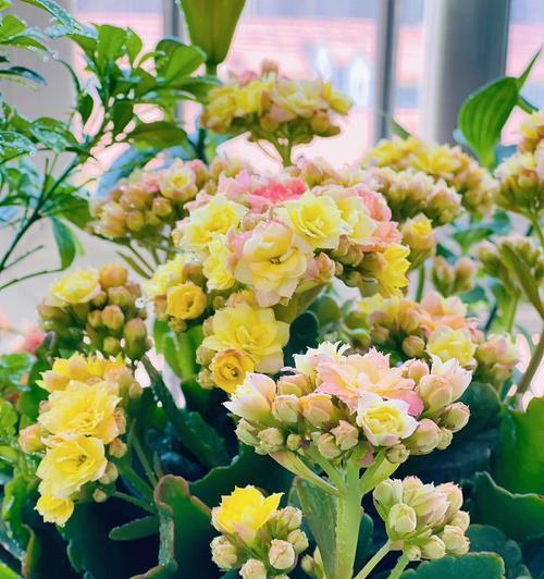 长寿花开花的含义及象征（寓意吉祥长寿的长寿花盛开）