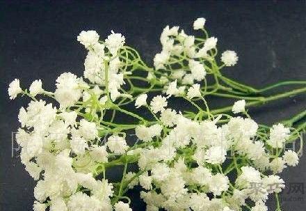 满天星的象征意义与美丽之谜（揭开满天星的神秘面纱）