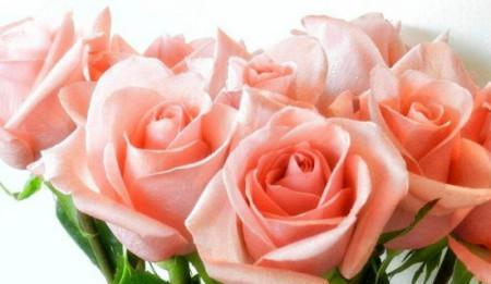 玫瑰花的寓意和象征（花开花谢）
