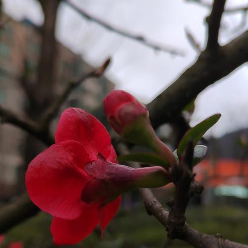 梅花与生肖的象征意义（揭示梅花对十二生肖的独特代表意义）