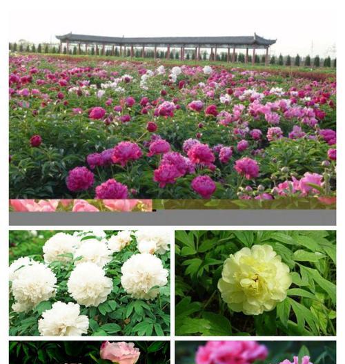 以牡丹花代表生肖的祥瑞象征（解读牡丹花在十二生肖中的意义与影响力）