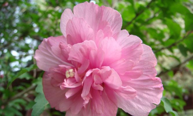 木槿花（探寻木槿花的深层寓意）