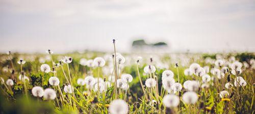 蒲公英的象征意义及其鼓励人们勇往直前的精神（探寻蒲公英的美丽与力量）