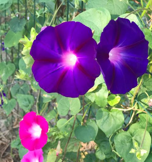 牵牛花的象征意义与寓意（探寻牵牛花的美丽与哲学）