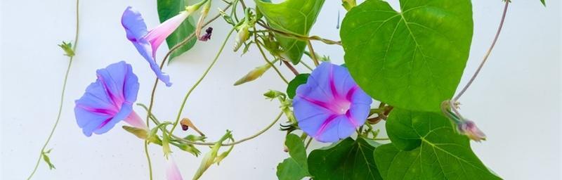牵牛花的象征意义与寓意（探寻牵牛花的美丽与哲学）