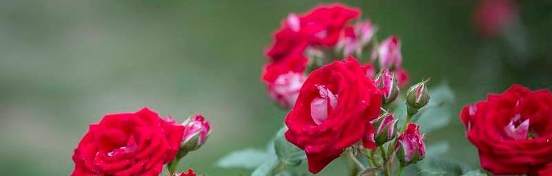 蔷薇的花语与寓意