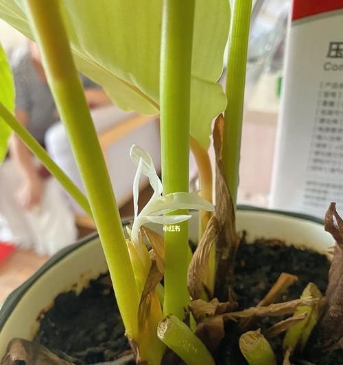 青苹果花的寓意与象征（探寻青苹果花的象征意义）