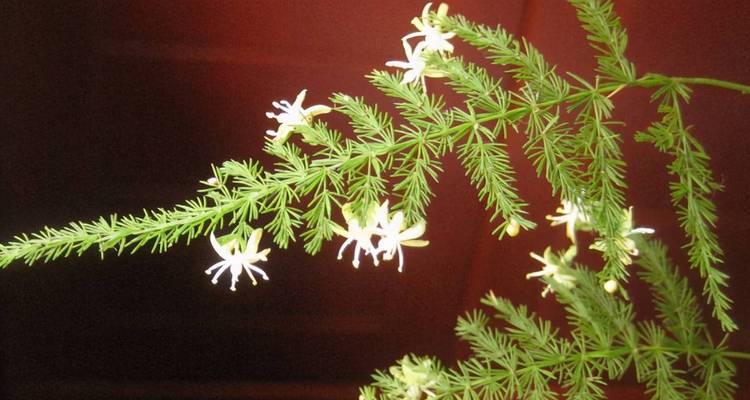 情人泪开花的寓意与兆头（揭示爱情花朵的奇妙秘密）